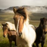 horse breed guide