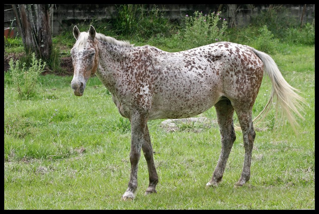 spotted horse breeds