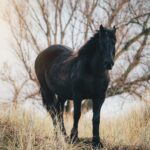black horse breed on grass field near bare tree
