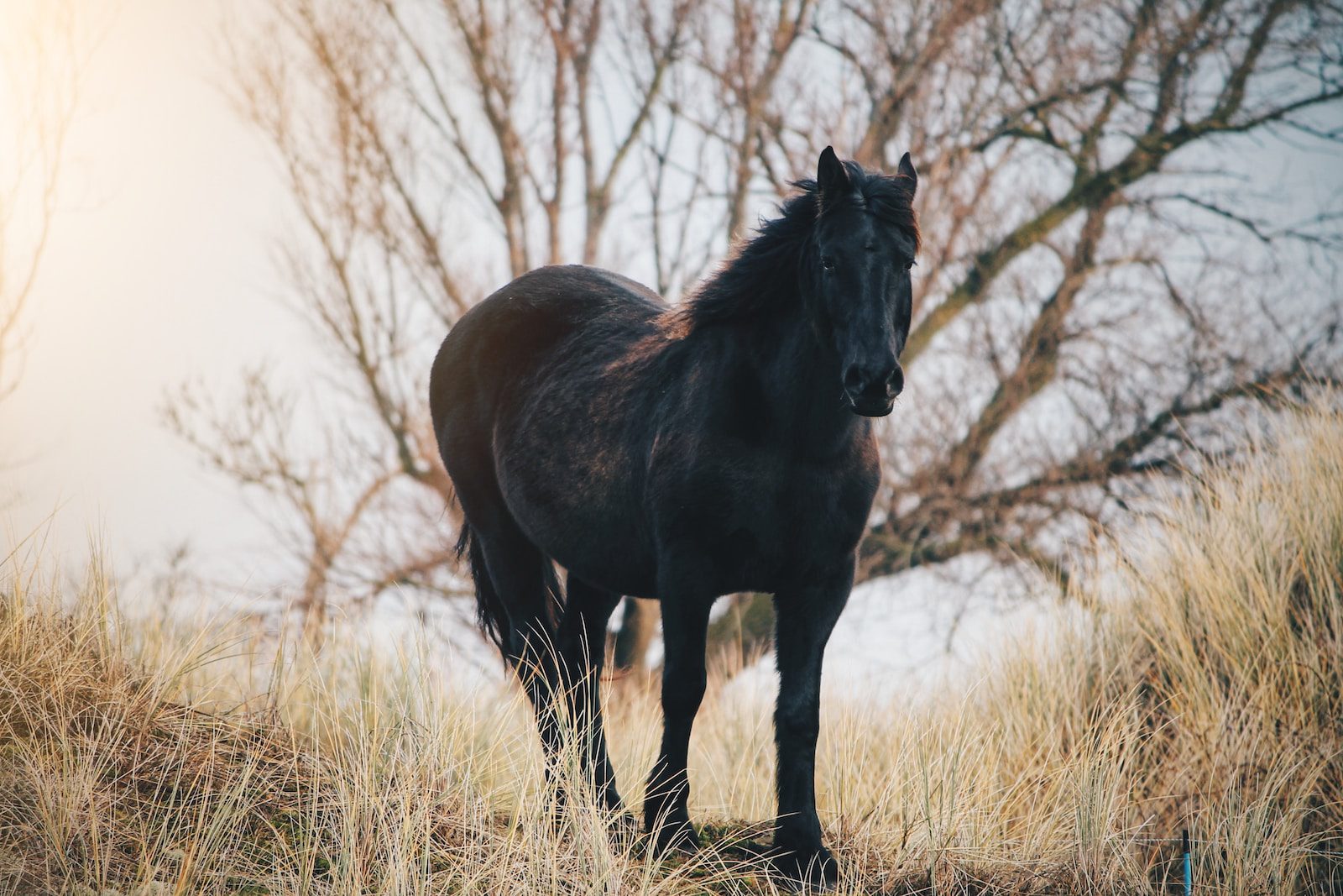 black horse breed on grass field near bare tree