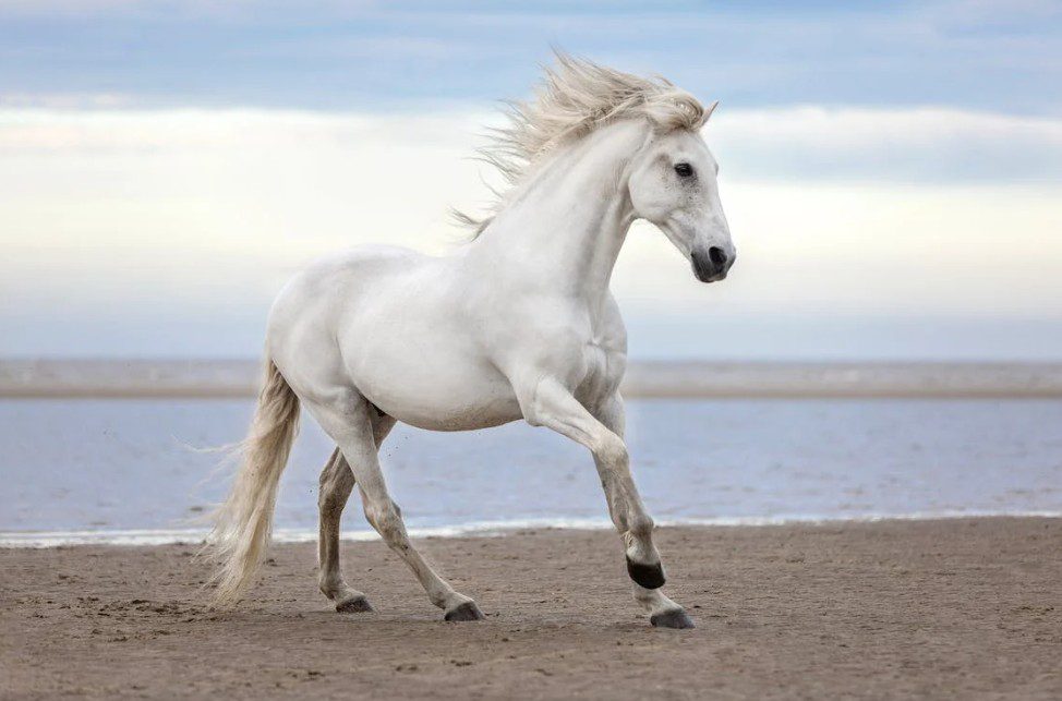 white horse breeds