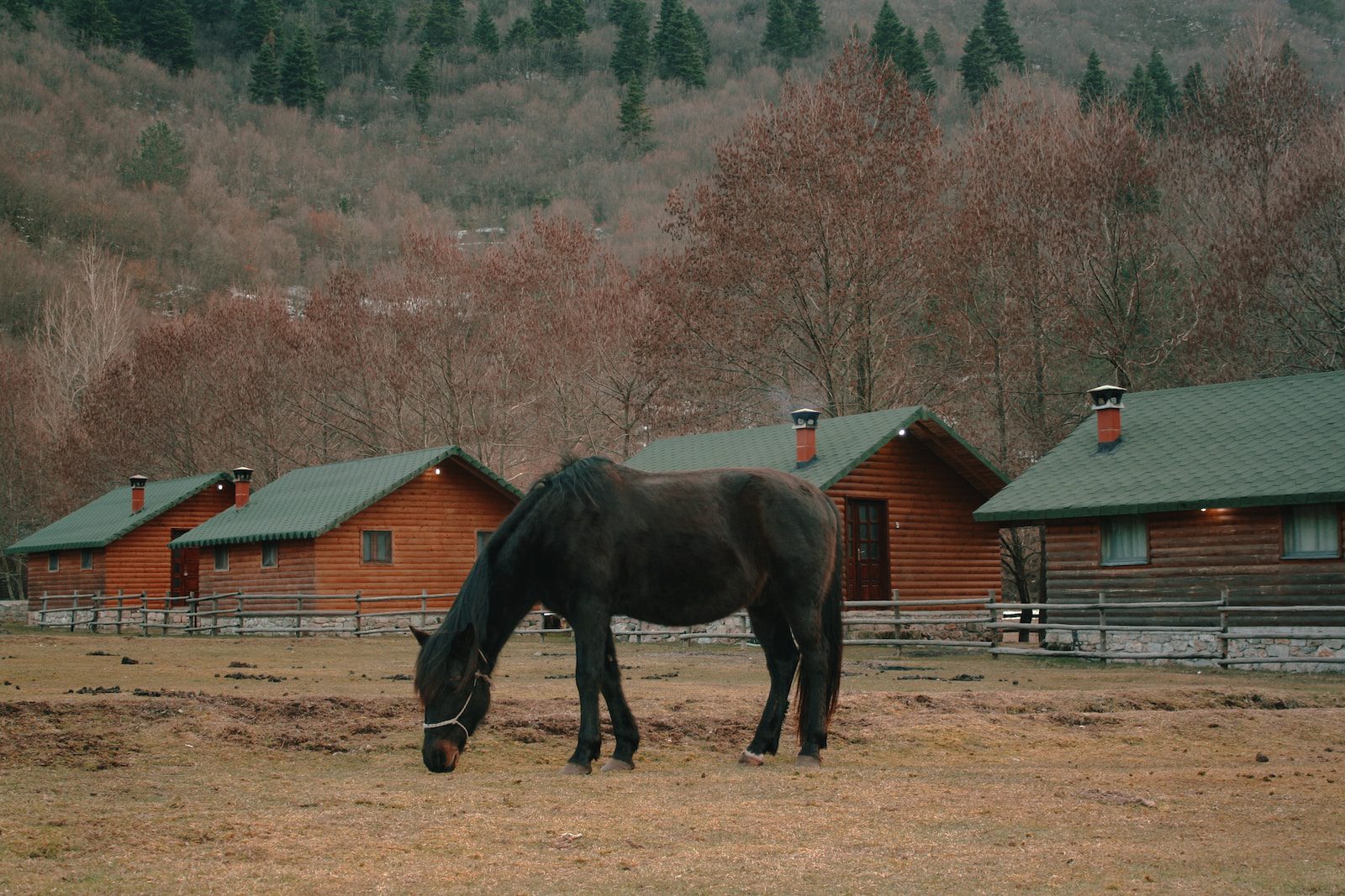 albanian horse breed